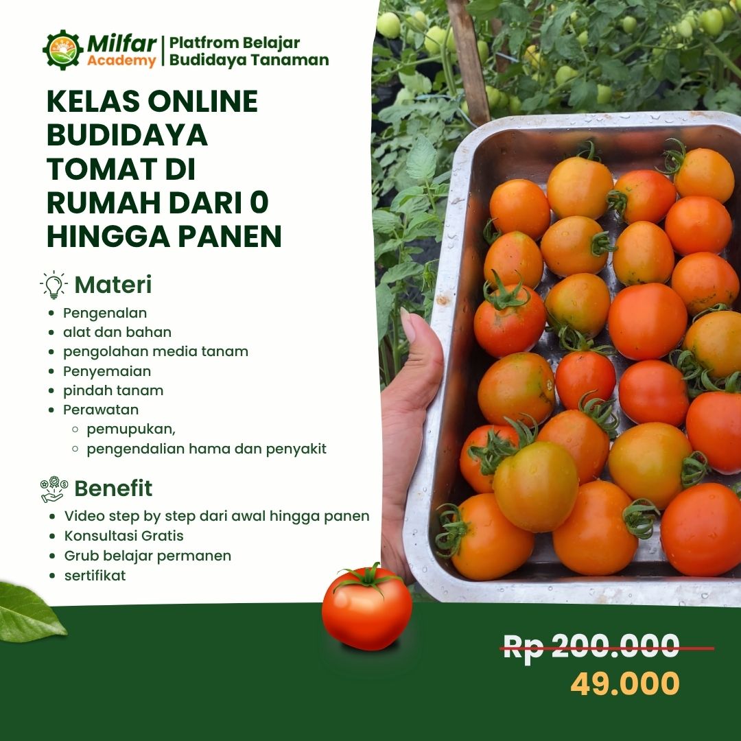 Pelatihan Tomat dari 0 Sampai Panen
